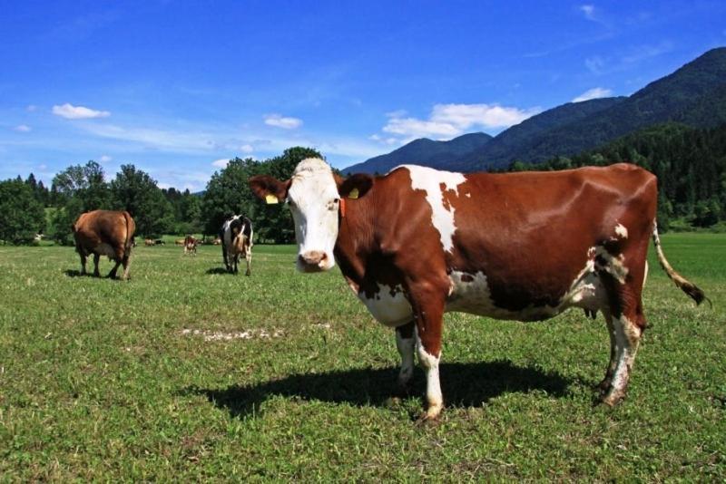 Farmhouse Soklic Bohinj Dış mekan fotoğraf