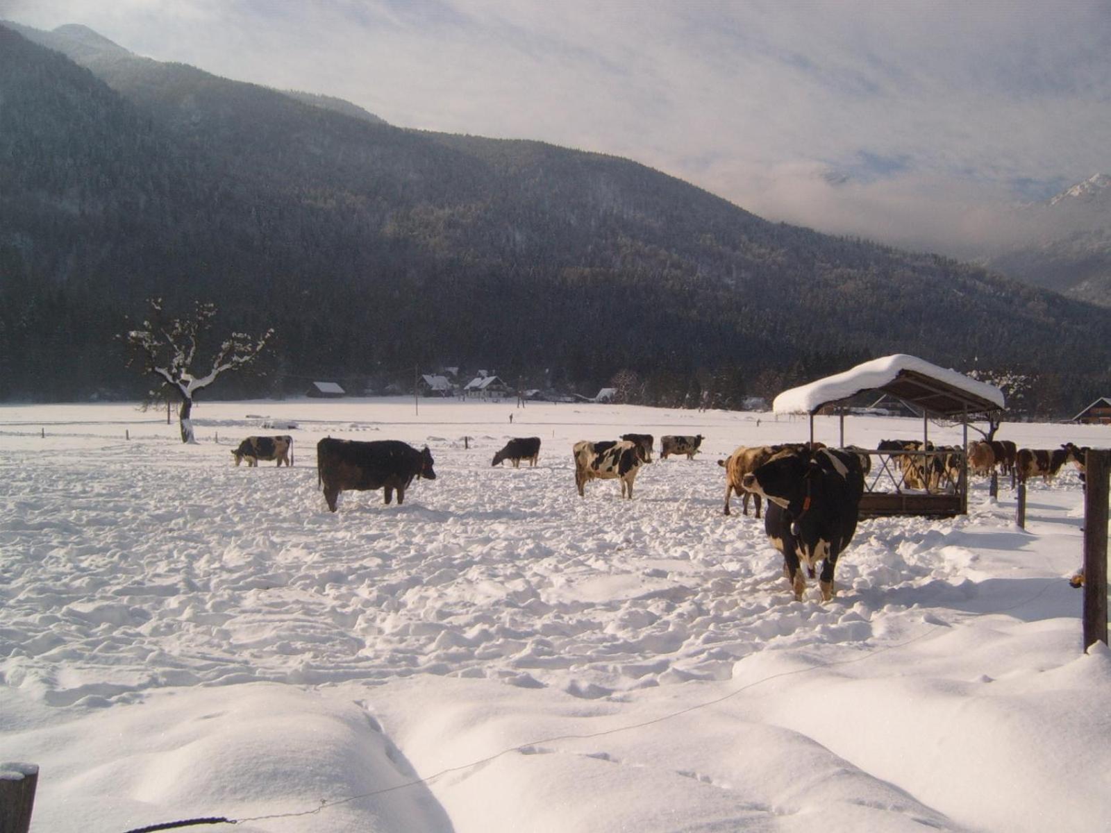 Farmhouse Soklic Bohinj Dış mekan fotoğraf